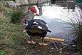 Canard